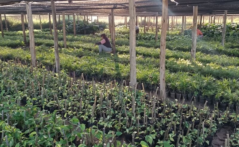 Combinan apicultura con producción ornamental
