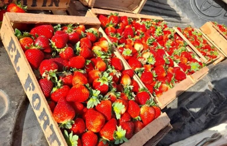 Comenzó la cosecha de la frutilla campaña 2025