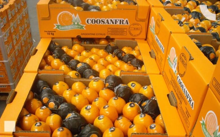 Exportan cítricos a Asia y Medio Oriente con marca propia