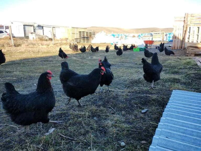 Producción sustentable y compromiso con el bienestar animal