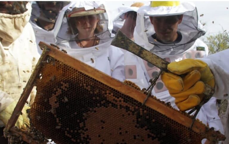 Productores apícolas enseñan el manejo agroecológico de colmenas