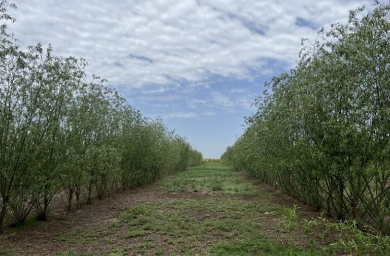 Promueven el saneamiento del ambiente con soluciones naturales