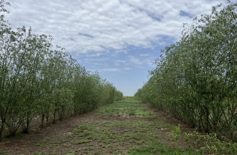 Promueven el saneamiento del ambiente con soluciones naturales