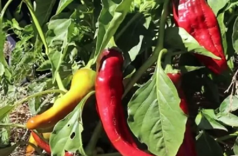 Cultivan pimiento trompa de elefante a 3.200 metros de altura