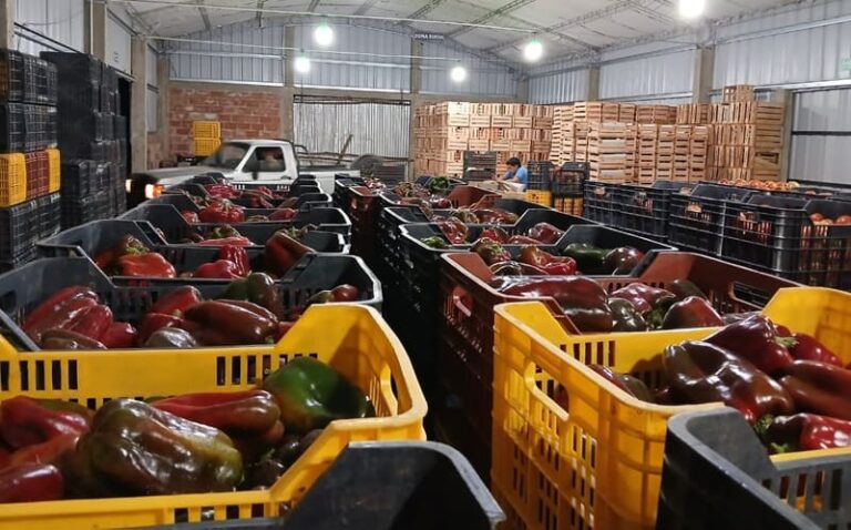 Agricultores eliminan intermediarios y venden sus cosechas directamente en el Mercado Central