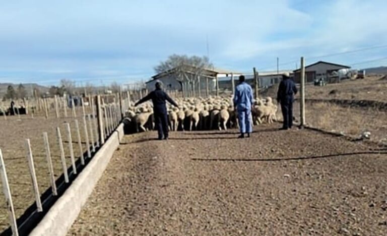 El gobierno nacional eliminó el régimen de financiamiento para producción ovina