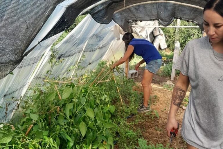 Producen alimentos para abrir un mercadito popular en el barrio