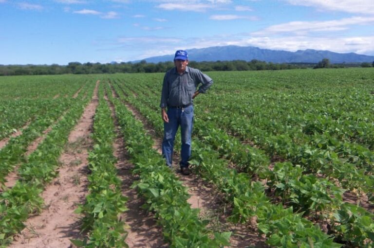 Transforman legumbres en harina para agregar valor a sus cosechas