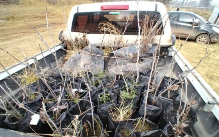 Universidad dona plantines de nuez pecán a productores de Valcheta