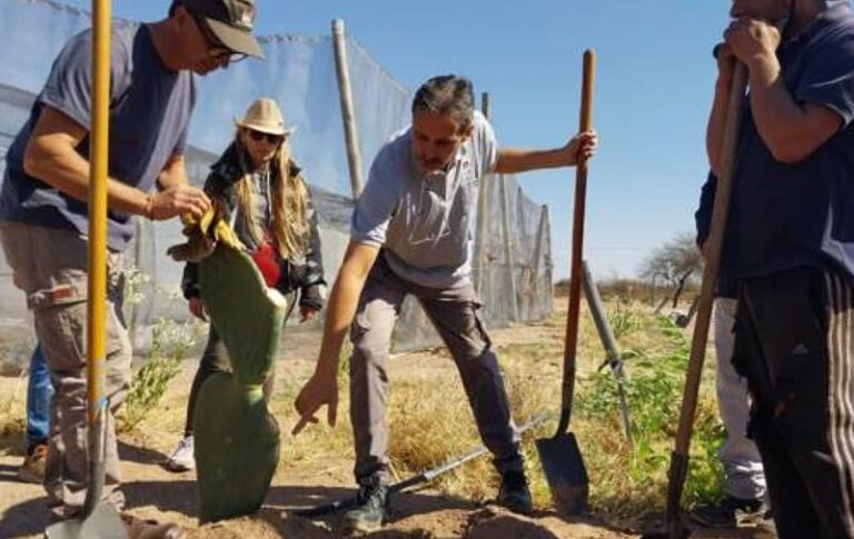 Capacitan en el manejo de un cactus forrajero de bajo consumo hídrico