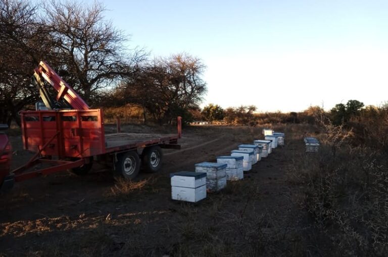 Instalan colmenares lejos del área urbana del pueblo