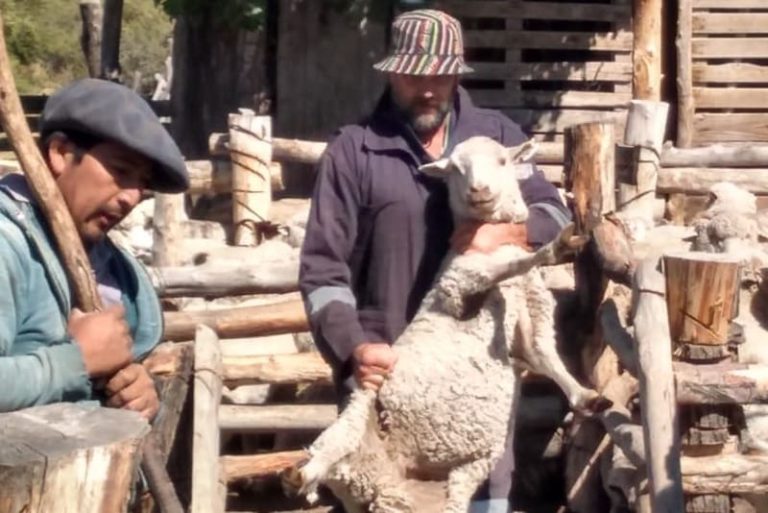 Adelantan financiamiento para la compra de mohair