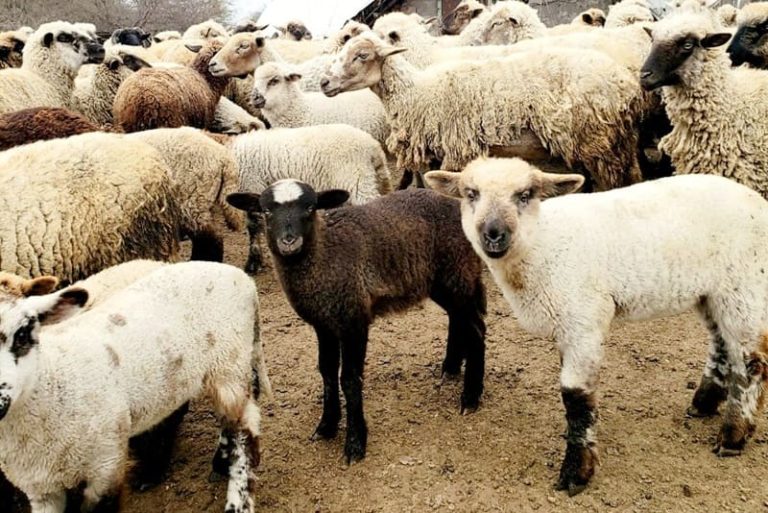 Comercializan la producción de corderos en un centro turístico