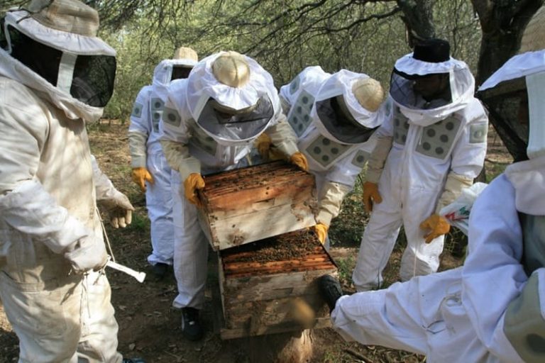Desarrollan miel con identidad geográfica en zona árida