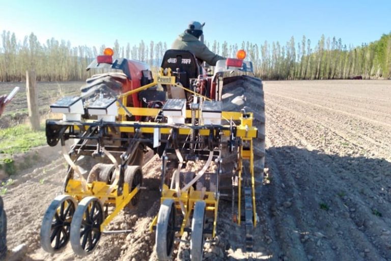 Implementan rotación de cultivos y evitan herbicidas