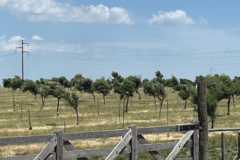 Impulsan la olivicultura en el sudoeste bonaerense