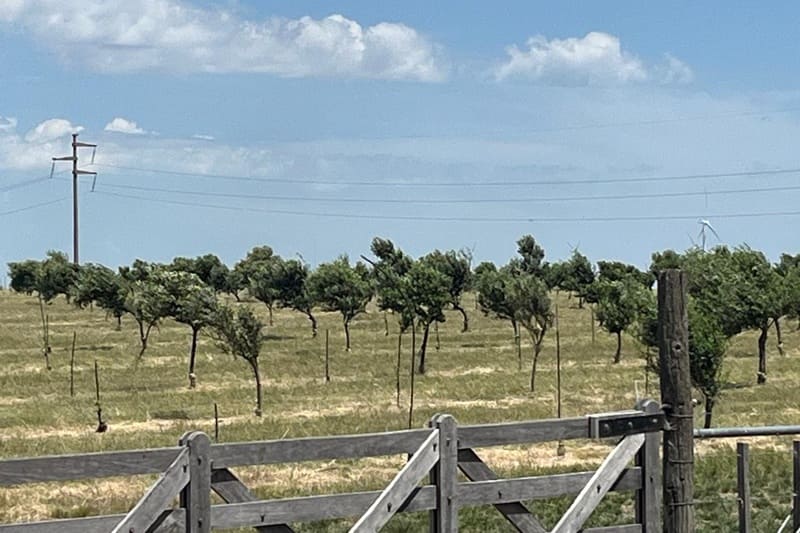 Impulsan la olivicultura en el sudoeste bonaerense