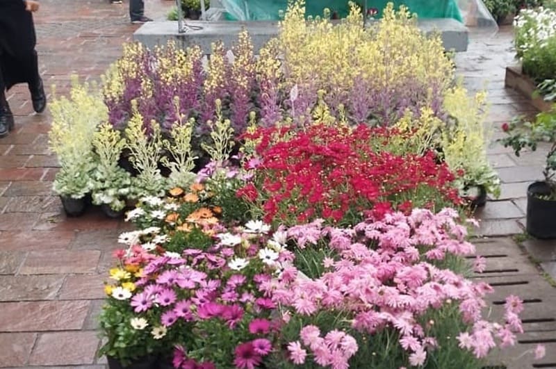 Integran la cadena desde el cultivo hasta la venta