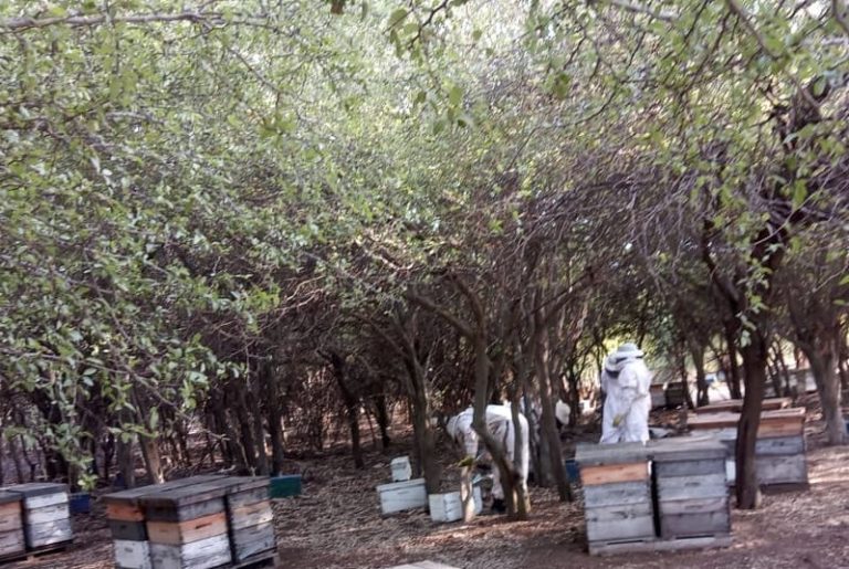 Obtuvieron la indicación geográfica para mieles del noroeste cordobés