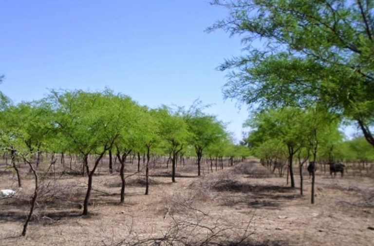 Plantan 800 hectáreas de algarrobo blanco para recuperar suelos