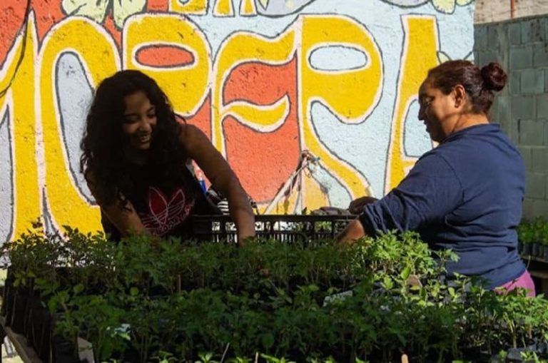 Producen aceite esencial de peperina de forma agroecológica