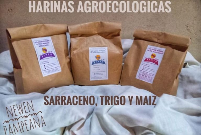 Producen harinas integrales de trigo y maíz sin químicos
