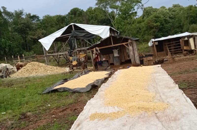 Producen repelentes orgánicos con restos de cosecha