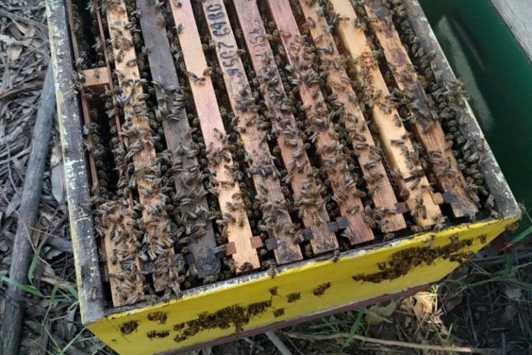 Productores incorporan genética para suavizar abejas