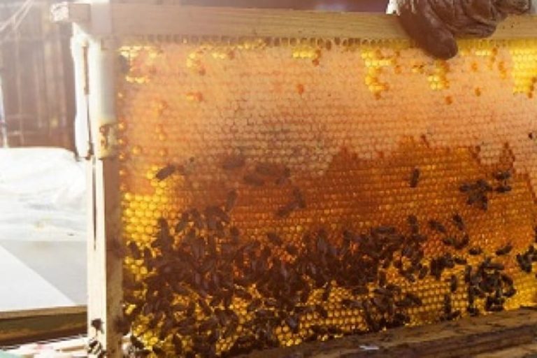 Certifican producción de miel orgánica a más de cincuenta apicultores