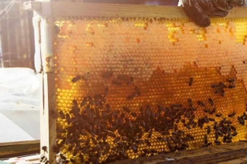 Certifican producción de miel orgánica a más de cincuenta apicultores