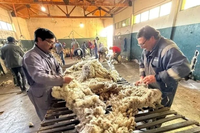 Crianceros multiplican por diez el precio de la lana