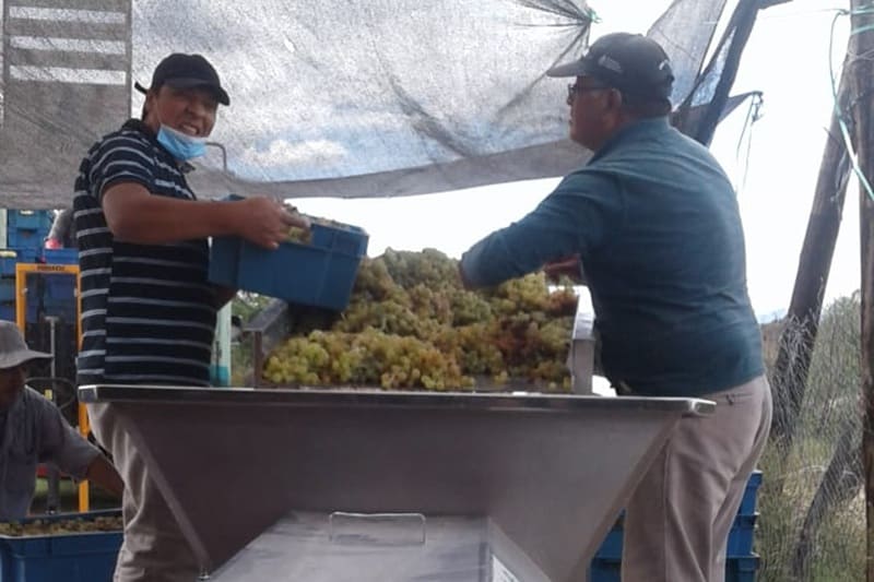 Elaboran 500 mil litros de vino anuales con su marca propia