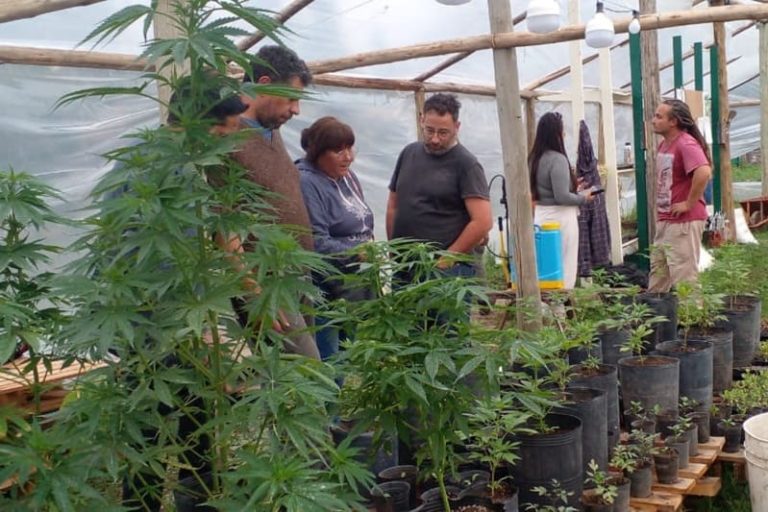 Esperan que una ley provincial permita retomar la producción cannábica