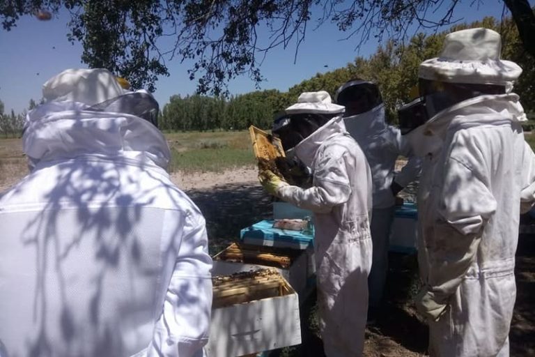 Ofrecen servicio de polinización con más de 1800 colmenas