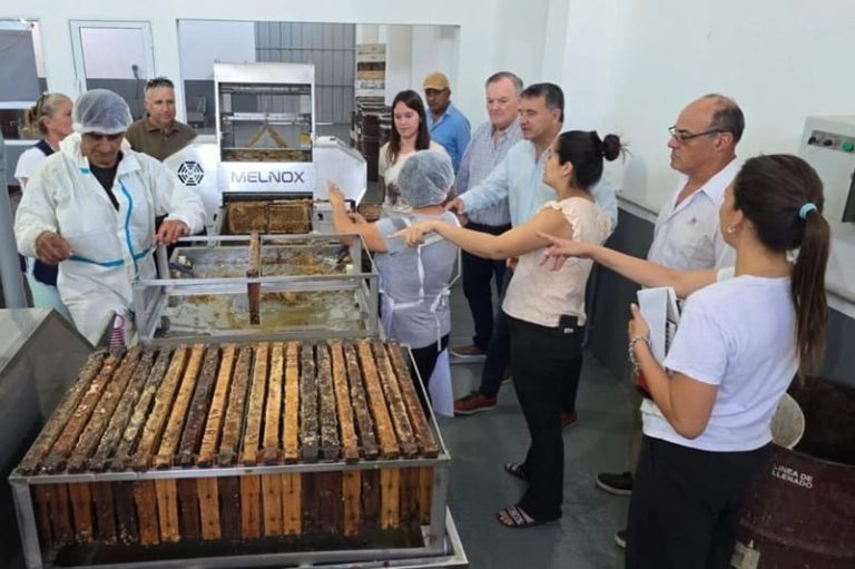 Procesan la primera cosecha de miel de la temporada en nueva sala