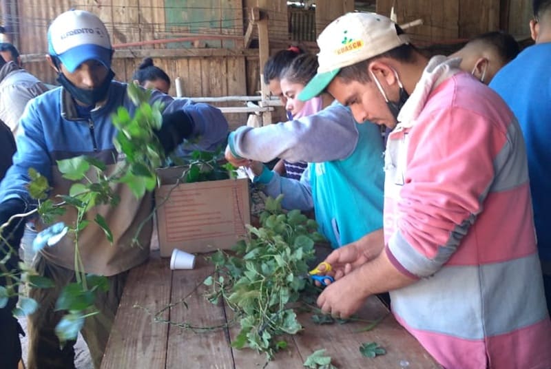 Producen cerveza artesanal con lúpulo cosechado localmente