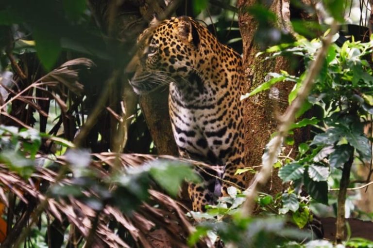 Productores ganaderos reciben indemnización por ataques de yaguareté