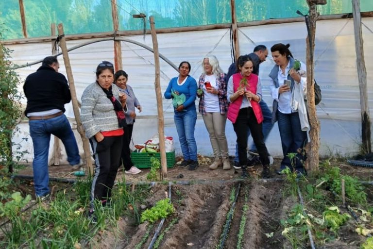 Cultivan una hectárea de aromáticas con apoyo técnico especializado
