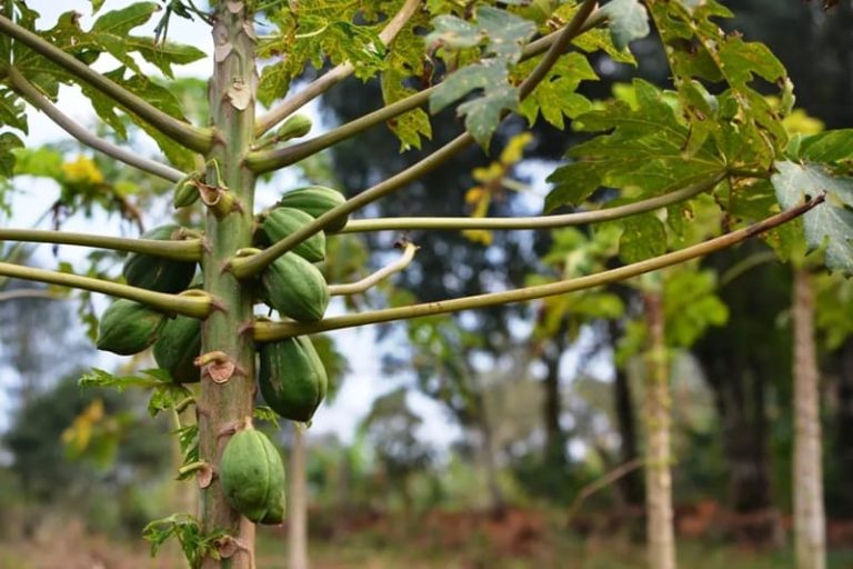 El mamón se afianza como cultivo rentable y estratégico en el Alto Uruguay