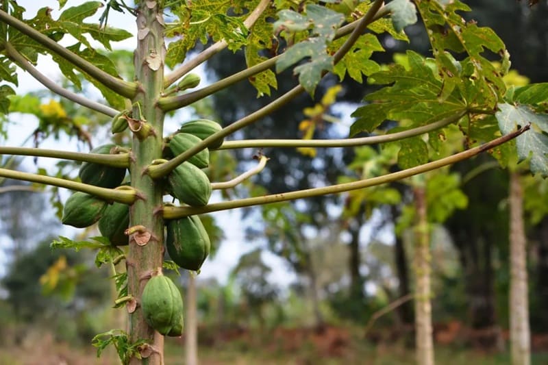 El mamón se afianza como cultivo rentable y estratégico en el Alto Uruguay