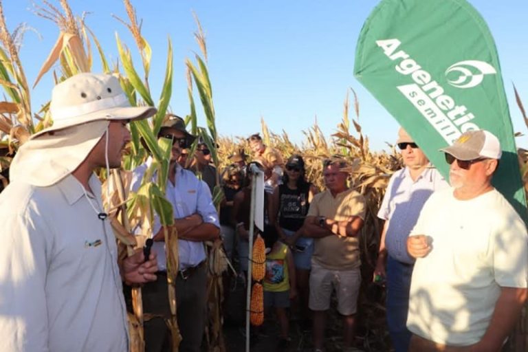 Evalúan variedades de maíz en un lote demostrativo local