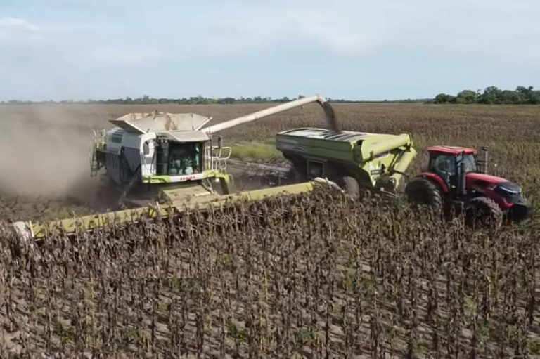 Alcanzaron récord con 12 mil toneladas de girasol