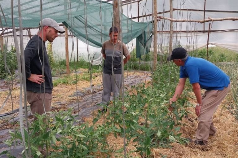 Aplican siembra de abono verde en cultivos hortícolas