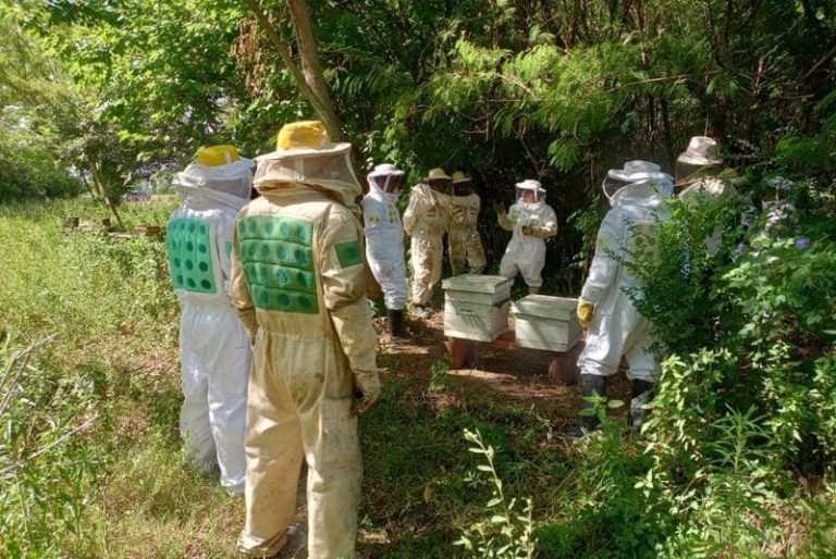 Producen miel orgánica y consiguen buenos precios a nivel internacional