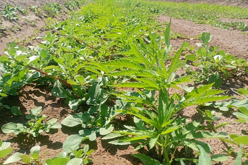 Combinan cultivos agroecológicos con investigación sobre cáñamo