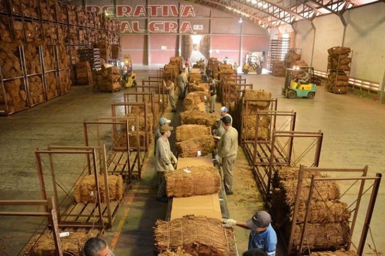 Procesarán 35 millones de kilos de tabaco