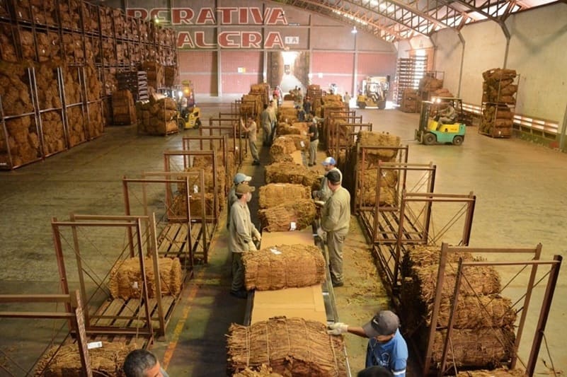 Procesarán 35 millones de kilos de tabaco
