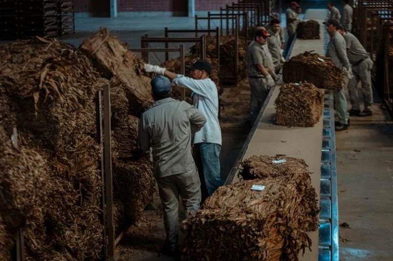 Aseguran que Misiones tendrá una cosecha tabacalera récord
