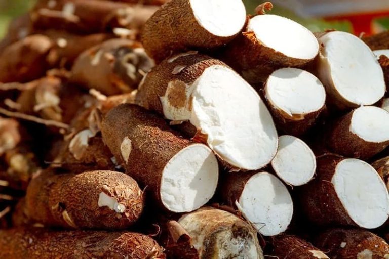 Destacan créditos subsidiados para sostener la producción de mandioca