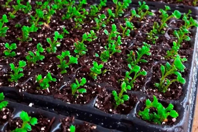 Entregan crisantemos con micropropagación in vitro
